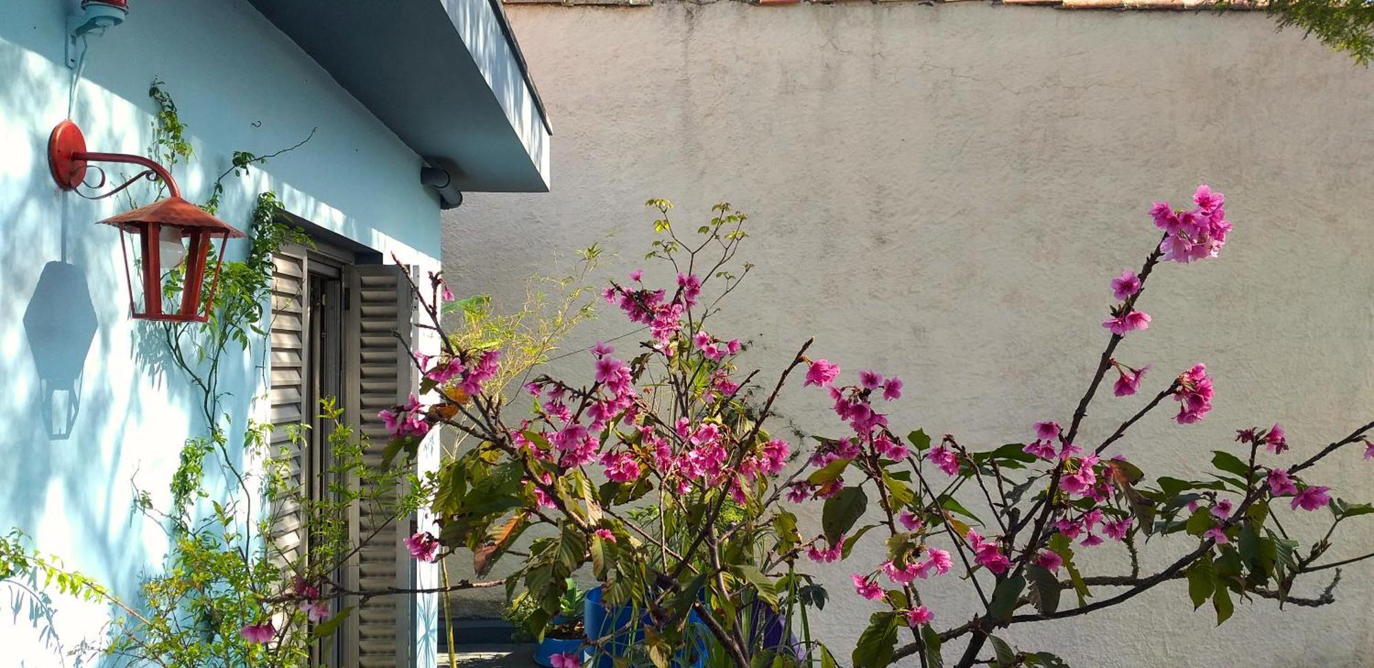 Micasa Hostel - Congonhas サンパウロ エクステリア 写真